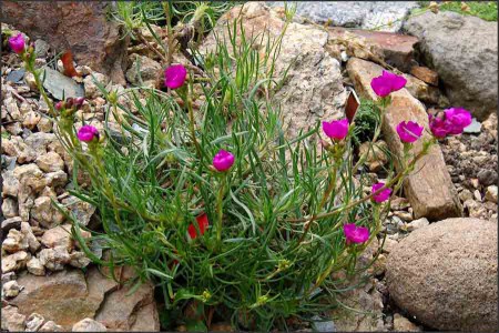 Calandrinia umbelata.